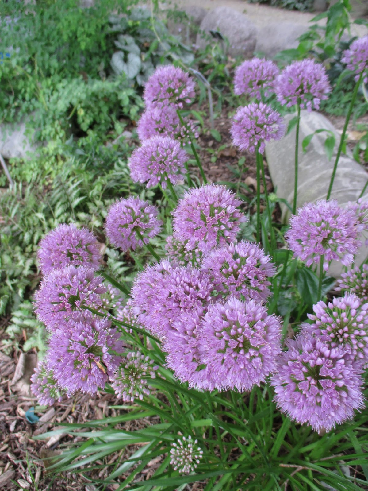 ［新品］SLOTHREAT Allium Summer Alliums | Rotary Botanical Gardens